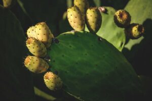 Cactus Pear: Fruit, Pads, and a Resilient Desert Crop