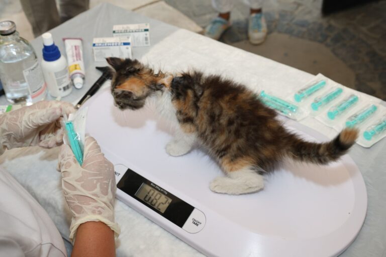 Can Cats Be Vegan? Safety, Nutrition, and Veterinary Checks
