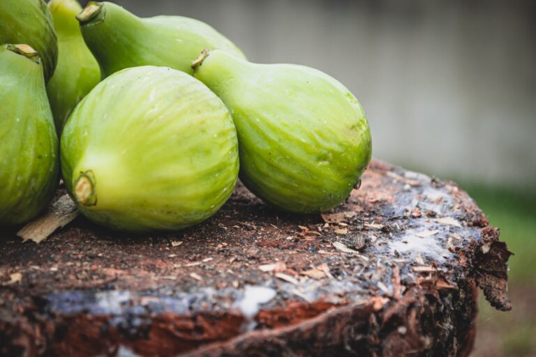 Can Dogs Eat Figs? Fresh Fruit Portions and Plant Risks