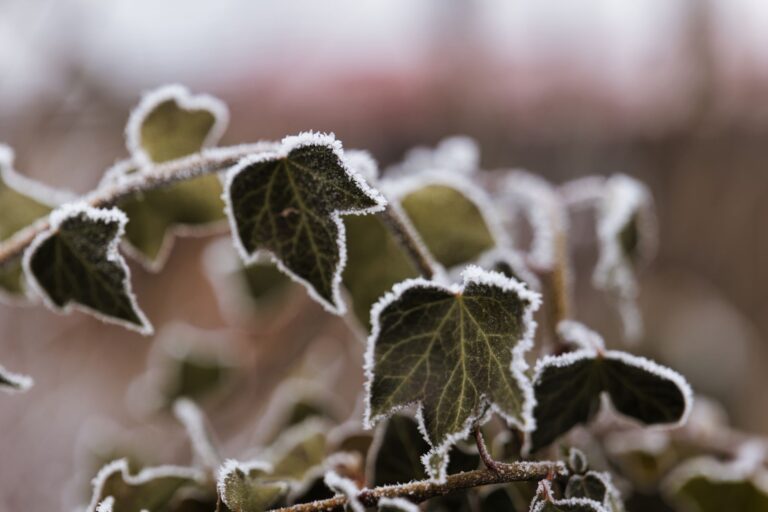 Can You Put Peroxide on Poison Ivy? What Actually Works