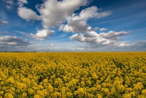 Canola Oil vs Vegetable Oil: A Practical for Home Cooks