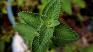 Catnip Oil: Benefits, Side Effects, Uses, and Recipe