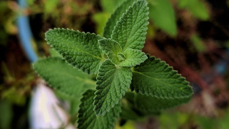 Catnip Oil: Benefits, Side Effects, Uses, and Recipe