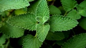 Catnip Tea Health: Benefits, Side Effects, Recipe