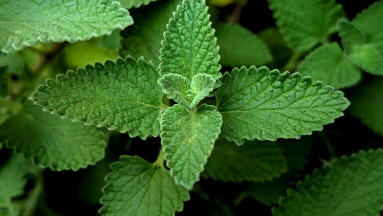 Catnip Tea Health: Benefits, Side Effects, Recipe