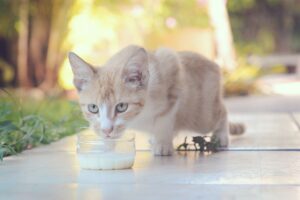 Cats Drink Milk: What Vets Wish Every Owner Knew