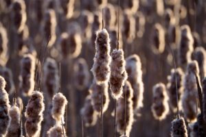 Cattail: Identification, Edible Parts, and Practical Uses