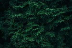 Cedar Tea: Benefits, Side Effects, Dosage, Recipe