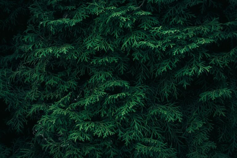 Cedar Tea: Benefits, Side Effects, Dosage, Recipe