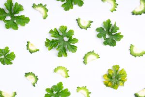 Celery Leaves: The Underused Herb Worth Keeping