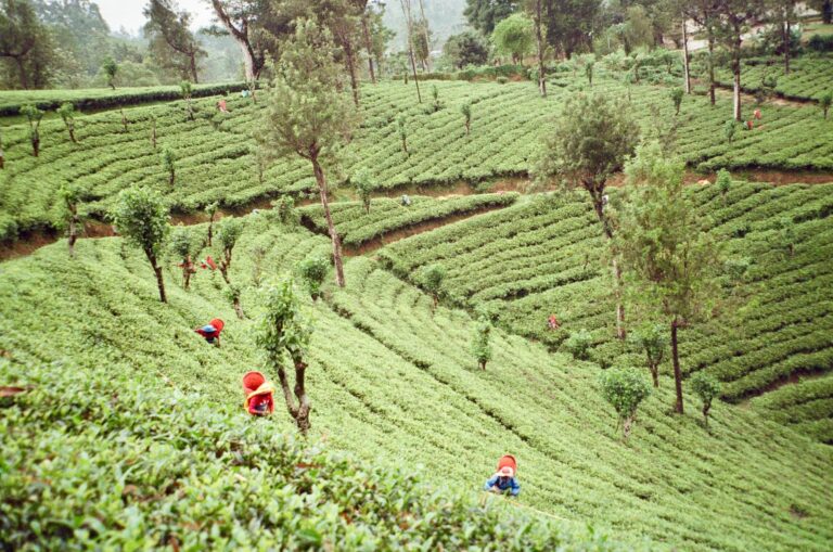 Ceylon Tea: Benefits, Side Effects, Dosage, and Recipe