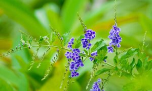Chasteberry: Evidence, Dosage, Risks, and PMS Relief