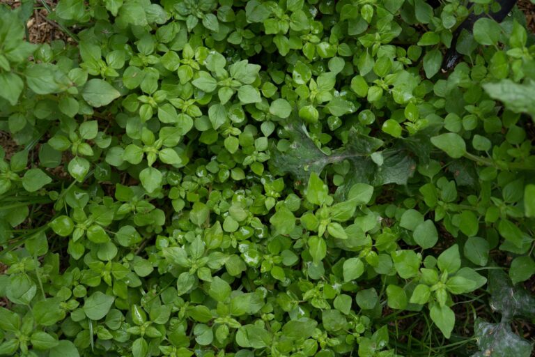 Chickweed Tea: Benefits, Side Effects, Recipe