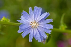 Chicory Root Tea: Benefits, Side Effects, Recipe