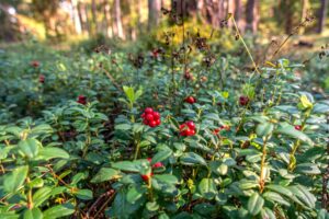 Cloudberry: The Northern Berry’s Flavor, Habitat, and Uses