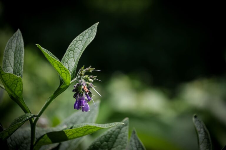 Comfrey Tea: Benefits, Side Effects, Dosage, Recipe