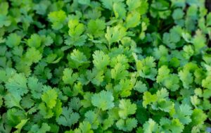 Coriander vs Cilantro: Same Plant, Different Parts, and Uses