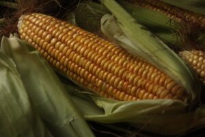 Corn Silk Tea: Benefits, Brewing, and Safety