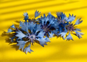 Cornflower Tea: Benefits, Side Effects, Recipe