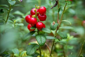 Cranberry Tea: Benefits, Recipes, and Safe Daily Use