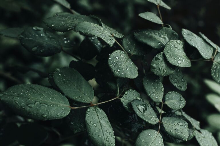 Curry Leaves Water: Benefits, Side Effects