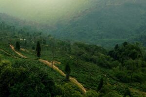 Darjeeling Tea: Benefits, Side Effects, Recipe