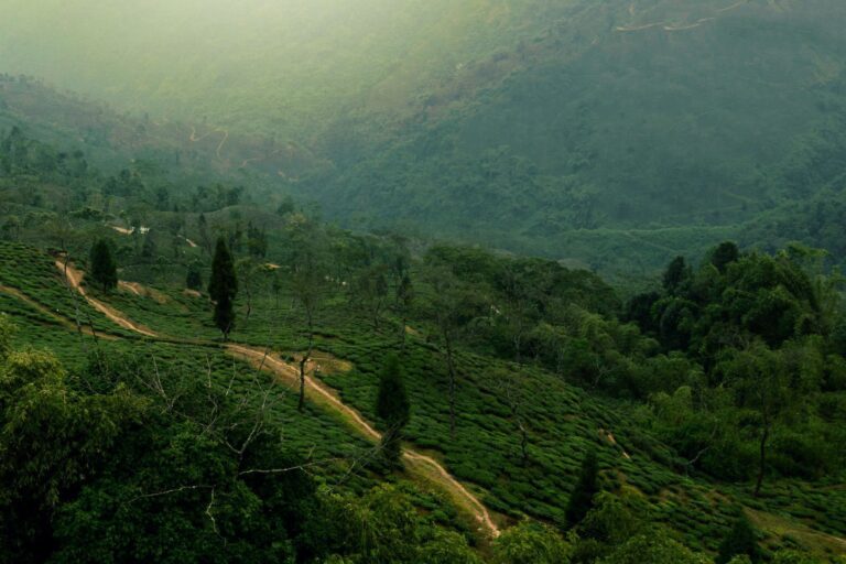 Darjeeling Tea: Benefits, Side Effects, Recipe