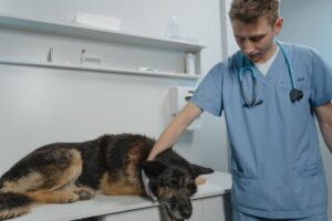 Demodectic Mange: Signs, Diagnosis, Treatment, and Recovery