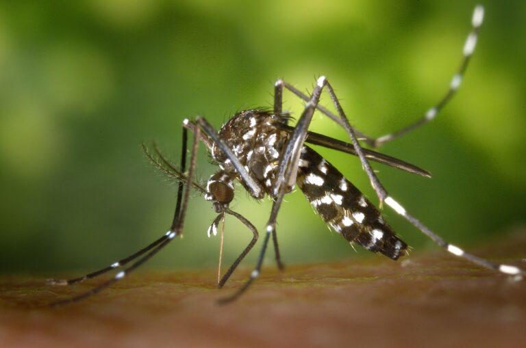 Dengue Fever: Symptoms, Causes, Home Remedies, Yoga