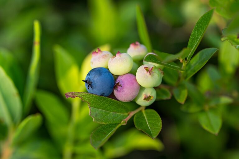 Do Blueberries Continue to Ripen After Picking? A Grower's