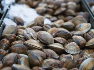Do Clams Have Brains? The Nervous System Behind Shell Closing