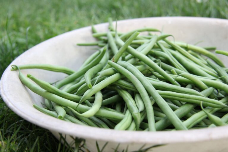 Do Green Beans Cause Gas? Bloating, IBS, and Better Portions