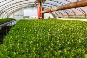 Does Celery Cause Gas? Fiber, FODMAPs, and Bloating