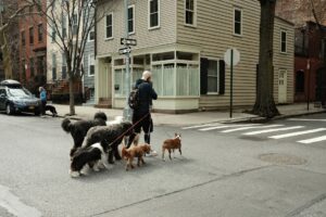 Dog Care: A Complete Roadmap for New Pet Parents