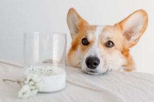 Dogs Drink Milk: Safety, Risks, and Smarter Alternatives