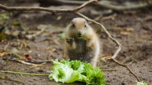 Dogs Eat Lettuce: 5 Vet-Approved Tips for Safe Serving