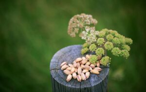 Dogs Eat Pistachios: Risks, Symptoms, and Safe Steps