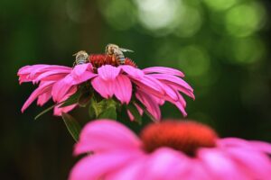 Echinacea Tea: Benefits, Side Effects, Uses, Recipe
