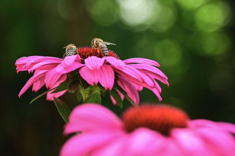Echinacea Tea: Benefits, Side Effects, Uses, Recipe