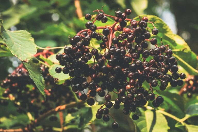 Elderberry Tea: Benefits, Side Effects, Recipe