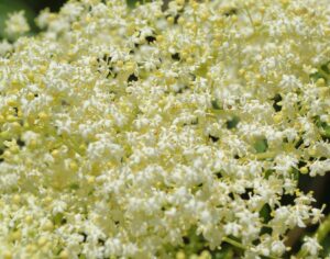 Elderflower Tea: Benefits, Side Effects, Recipe