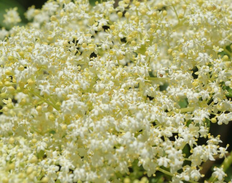 Elderflower Tea: Benefits, Side Effects, Recipe