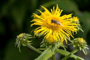 Elecampane: The Respiratory Herb Worth Knowing