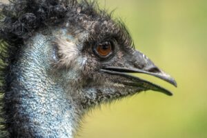 Emu Oil Hair: Benefits, Uses, and What Science Actually Says