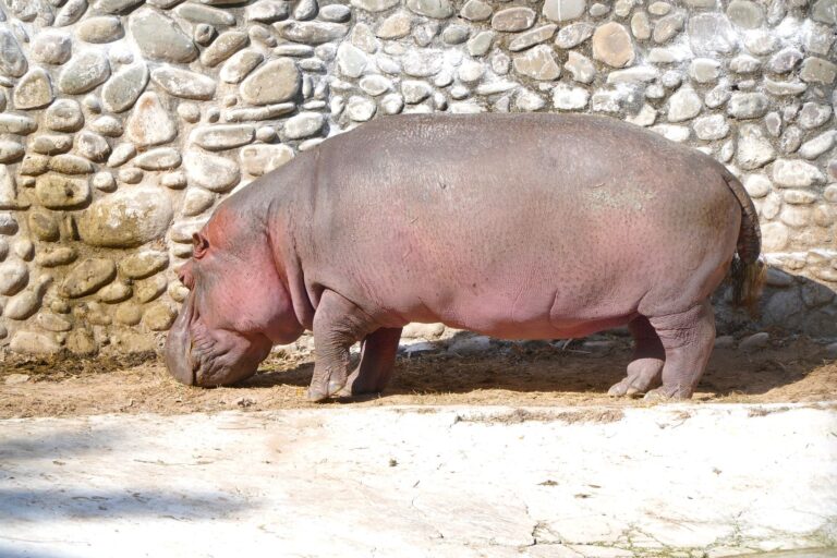 Examples of Herbivore Animals: Simple List and Differences