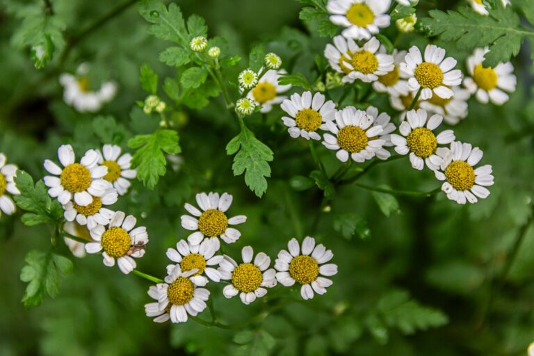 Feverfew: Migraines, Safety, and How to Use It
