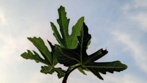 Fig Leaf Tea: Benefits, Side Effects, Recipe