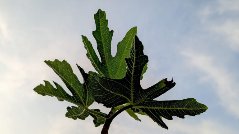 Fig Leaf Tea: Benefits, Side Effects, Recipe