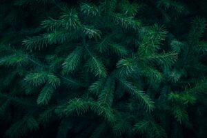 Fir Needle Essential Oil: Uses, Safety, and Scent