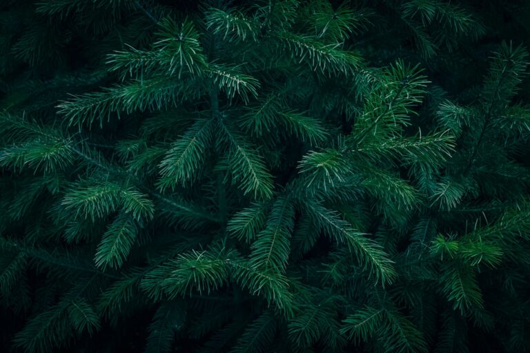 Fir Needle Essential Oil: Uses, Safety, and Scent
